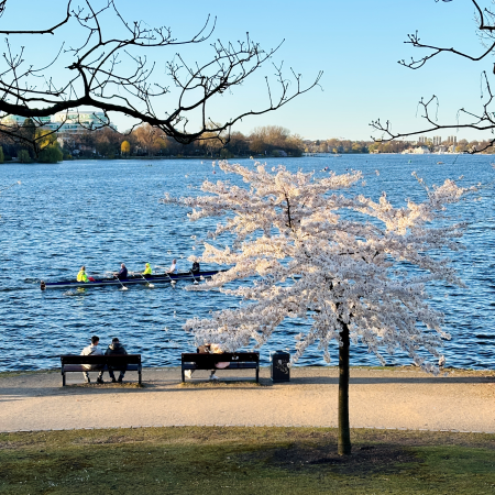 Ein blühender Baum an der Außenalster