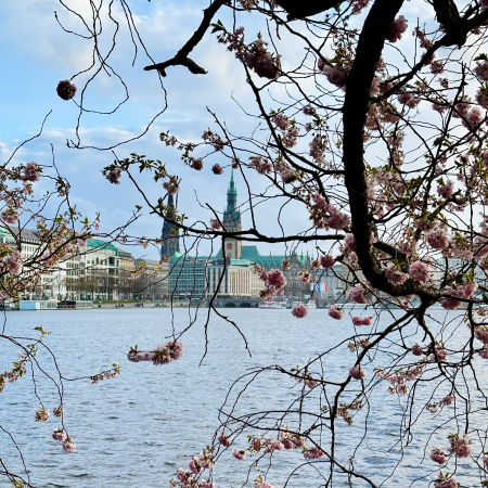 Blicm auf die Binnenalster durch blühende Kirschzweige
