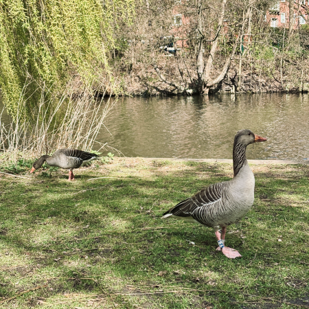 Zwei Gänse am Ufer des Osterbekkanals