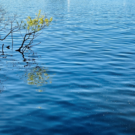 Weidenzweige, die aus der Außenalster ragen und wieder grünen