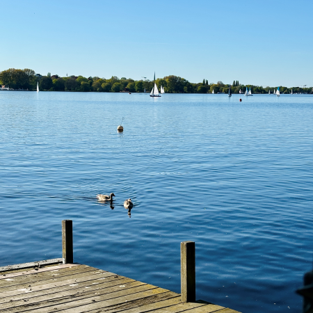 Ein Steg an der Außenalster, zwei Gänse schwimmen gerade darauf zu