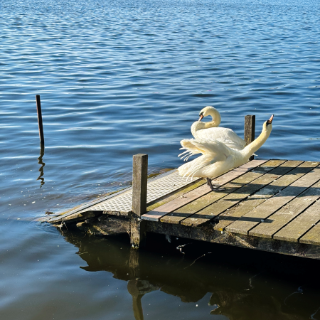 Zwei Schwäne auf einem Steg an der Außenalster