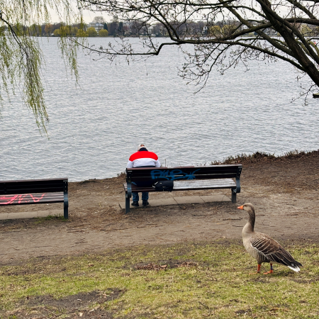 Ein Mensch auf einer Bank am Ufer der Außenalster, von hinten aufgenommen. Auch eine Gans im Bild.