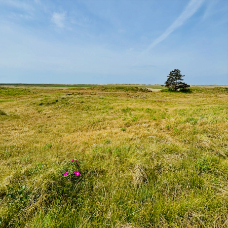Landschaft mit Heckenrose bei SPO