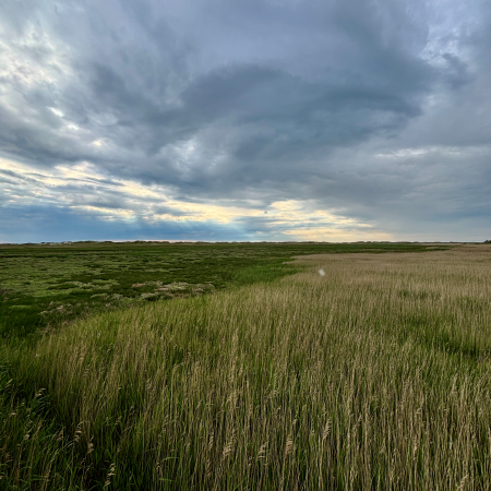 Grünes Vorland in SPO unter grauen, tiefen Wolken