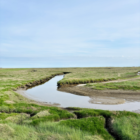 Das grüne Vorland am Strand von SPO