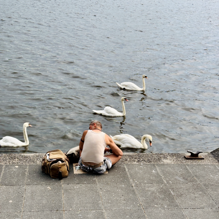 Ein Mann am Ufer der Binnenalster sitzend, von hinten aufgenommen, vor ihm schwimmen mehrere Schwäne vorbeo