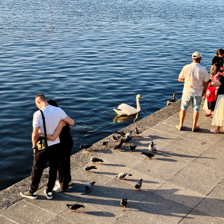 Menschen am Ufer Binnenalster, auf Schwäne und Tauben blickend