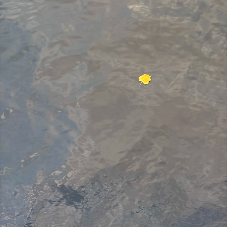 Treibende Blätter auf der Alster