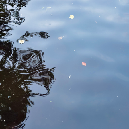 Treibende Blätter auf der Alster