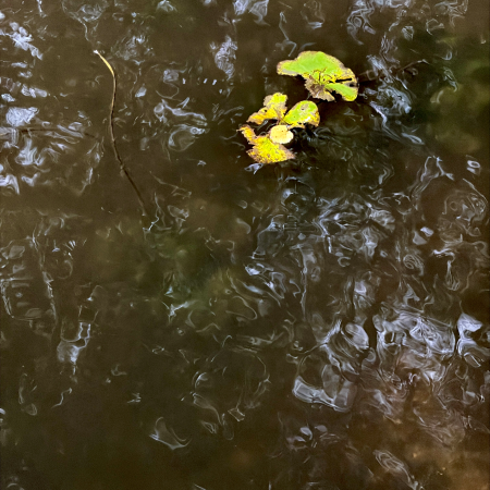Treibende Blätter auf der Alster
