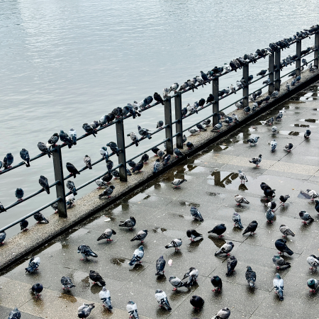 Tauben (sehr viele Tauben) auf einem Zaun an der Binnenalster am Ballindamm