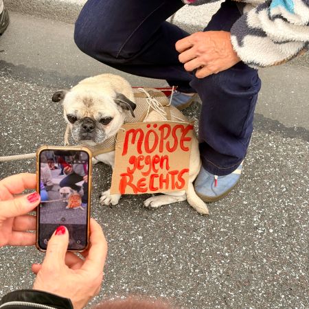 Ein Mops mit einem Pappschild. Möpse gegen rechts