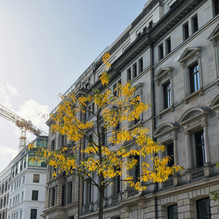 Baum mit Herbstlaub am Alten Wall