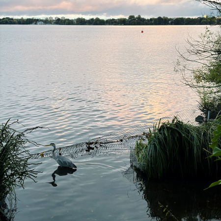 Blick über die abendliche Außenalster, im Vordergrund ein Reiher