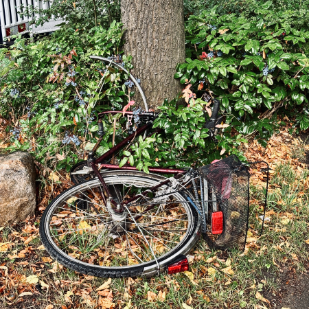 Ein kaputtes Fahrrad in einem Gebüsch