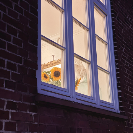 Sonnenblumen sehen aus einem beleuchteten Zimmer in die Nacht